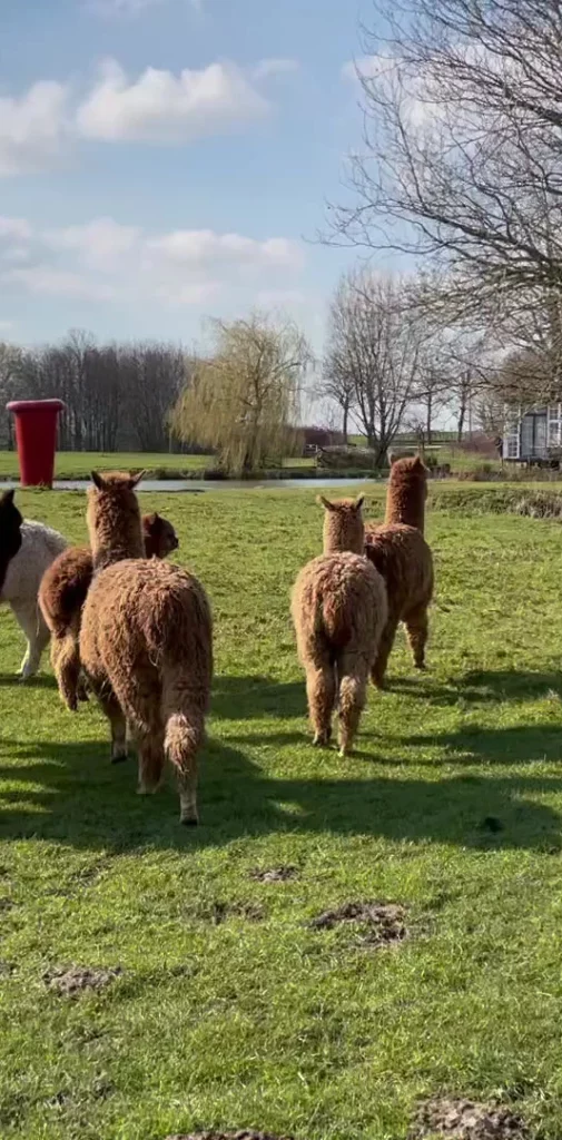 alpaca wandeling